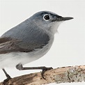 Blue-Gray Gnatcatcher | National Geographic