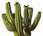 Cactus PNG Image - PurePNG | Free transparent CC0 PNG Image Library