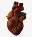 Transparent Background Real Heart Png , Free Transparent Clipart ...