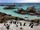 Passeio pela Península do Cabo - O que fazer em Cape Town