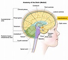 Hypothalamus - Functions, Hypothalamus Hormones and Disorders