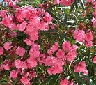 Nerium oleander, Adelfa, Laurel de jardín o Laurel de flor