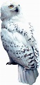 Download Hedwig Png - Harry Potter And The Sorcerer's Stone Hedwig - HD ...