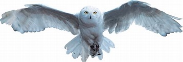 Archivo:Hedwig.png | Harry Potter Wiki | Fandom powered by Wikia