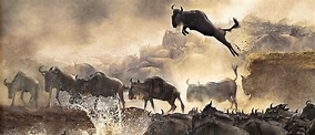 Reasons To Enjoy The Wildebeest Migration - Tasteful Space