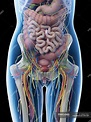 Female abdominal anatomy and internal organs, computer illustration ...