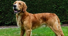 The Truth About Short-Haired Golden Retrievers – Golden Hearts