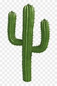 Cactus png imágenes | PNGWing