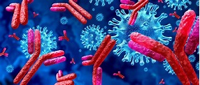 Antikörper - Lexikon der Biologie