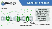 Carrier protein - Definition and Examples - Biology Online Dictionary