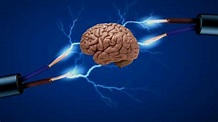 El cerebro transforma impulsos eléctricos en decisiones | Total Sapiens