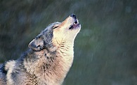 Imágenes de animales salvajes. Lobo aullando.