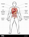 Innere Organe, männlichen Körper - schematische Darstellung der ...