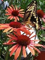 Perfect proof that butterflies love coneflowers! | Blooming plants ...