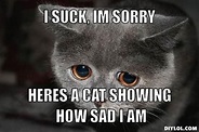 11 Purrfect I'm Sorry Memes - Random Funny Cat | Sorry memes, I'm sorry ...