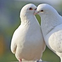 Doves - Learn About Nature