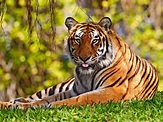 Beautiful tiger - Tigers Wallpaper (36642865) - Fanpop