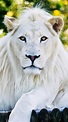 White Lion Wallpapers - Top Free White Lion Backgrounds - WallpaperAccess