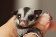 Sugar Gliders are Adorable, But They Don't Belong in Your Pocket! - One ...
