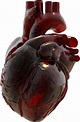 Anatomical Heart PNG Image | PNG Arts