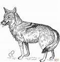 Coyote coloring page | Free Printable Coloring Pages