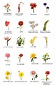 Nombres científicos de las plantas ~ Flower World by Elena