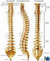 Colonna vertebrale e vertebre: anatomia, lordosi, funzioni e patologie ...