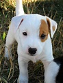 doggyyyyy | Jack russell, Terrier puppies, Jack russell terrier