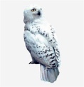 Download Hedwig Png - Harry Potter And The Sorcerer's Stone Hedwig - HD ...