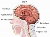 Hypothalamus | Anatomy, Functions, Problems, Summary & Facts