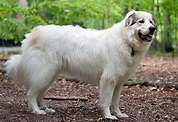 El perro Montaña de Pirineos - Características de la raza y cuidados