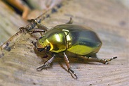 Brett Cole Photography | The famous and beautiful Golden Scarab Beetle ...