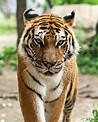 Animal Tiger HD Wallpapers - Wallpaper Cave