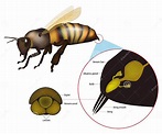 The Structure of the Honey Bee Sting. Anatomy of the Stinger Apparatus ...