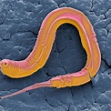 Top 150 + Animals and worms - Lifewithvernonhoward.com