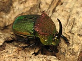 Rainbow Scarab Beetle: Identification, Life Cycle, Facts & Pictures