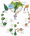 Life Cycle Of Angiosperms | bartleby