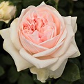 Rosa Auslight - Englische rosen - rosa - stark duftend - Rosen ...