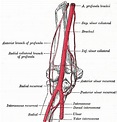 Superior ulnar collateral artery | Radiology Reference Article ...