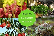 Reino Plantae o Vegetal: qué es, características, clasificación y ...