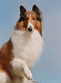 Lassie the Dog | Dreamworks Animation Wiki | FANDOM powered by Wikia