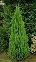 Trees Planet: Chamaecyparis lawsoniana - Lawson Cypress