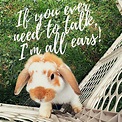 Rabbit Quote / Rabbit Quotes | Rabbit Sayings | Rabbit Picture Quotes ...