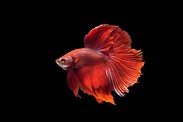 Fighter Fish Wallpapers - Top Free Fighter Fish Backgrounds ...