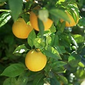How to Grow and Care for Lemon Trees