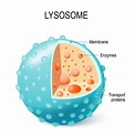 Lysosome In Plant Cell Description - Raine: AP Biology Chapter 6 / To ...