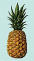 Fresh prickly pineapple drawing vector | premium image by rawpixel.com ...