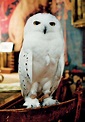 Hedwig | Harry Potter Wiki | Fandom