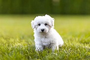 20 of the Cutest White Dog Breeds | Reader's Digest