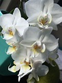 Orchid (con imágenes) | Orquideas, Flores, Magnolia